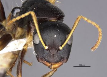 Media type: image;   Entomology 26108 Aspect: head frontal view
